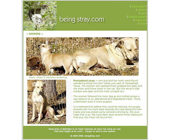 beingstray.com