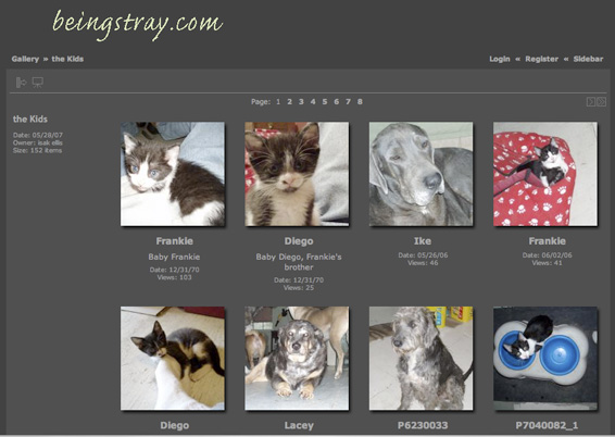 beingstray.com
